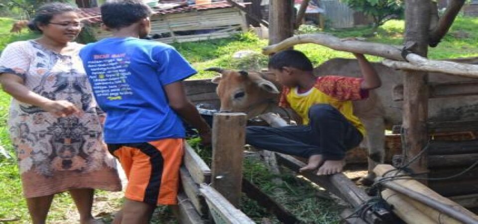 Ternak Sapi sokong Pendidikan anak